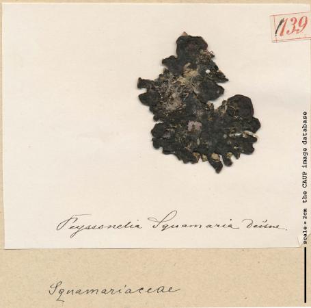 Peysonnelia squamaria_139.jpg
